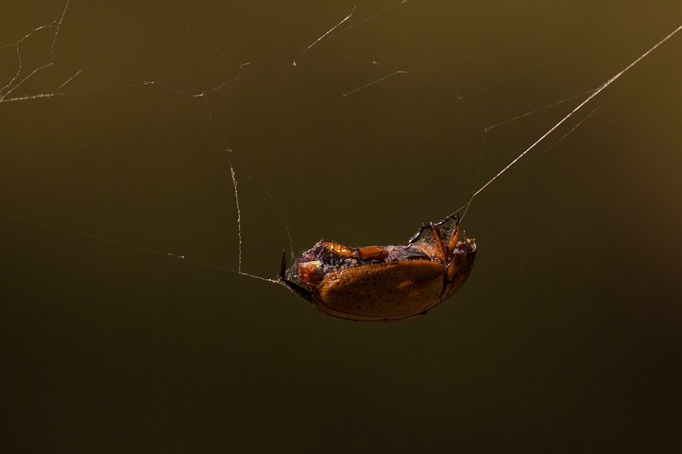 spider lunch